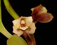 Max. funicaulis